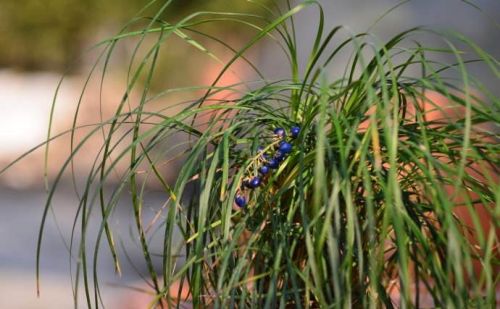 农村这种开花像薰衣草，结蓝色果子的小草，居然被称作不死药