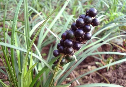 农村这种开花像薰衣草，结蓝色果子的小草，居然被称作不死药