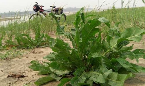 农村这种植物，喜欢长在农田里，长得像菠菜，却比菠菜要贵很多