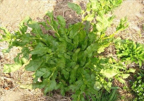 农村这种植物，喜欢长在农田里，长得像菠菜，却比菠菜要贵很多