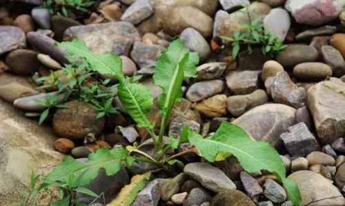 农村这种植物，喜欢长在农田里，长得像菠菜，却比菠菜要贵很多