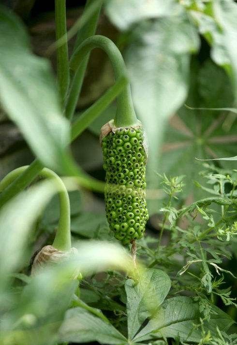 农村这两种植物，长得特别像，都有毒却都有较高的药用价值