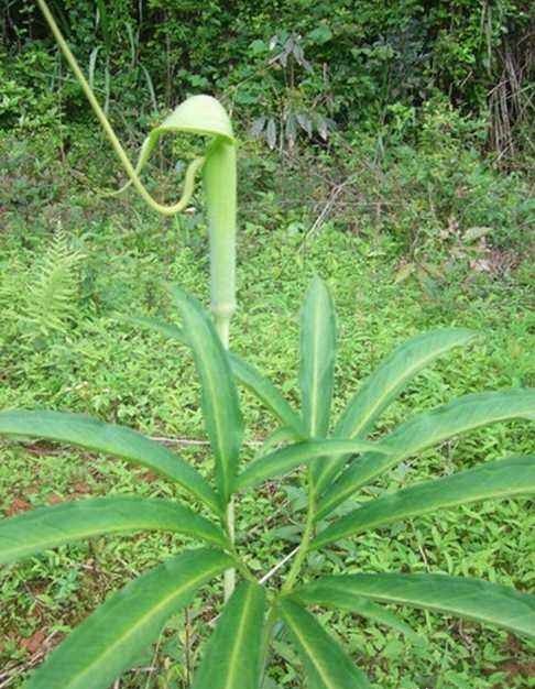 农村这两种植物，长得特别像，都有毒却都有较高的药用价值