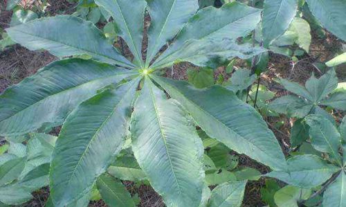 农村这两种植物，长得特别像，都有毒却都有较高的药用价值