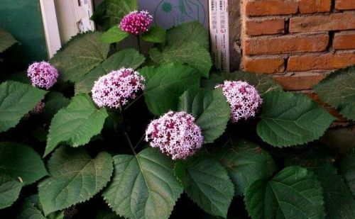 农村这种植物，花朵像牡丹，却因伴有臭味得了个坏名，炖鸡很美味