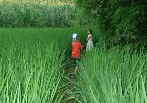 没被这6种粘人植物扎过，都不好意思说自己是干农活等农村人