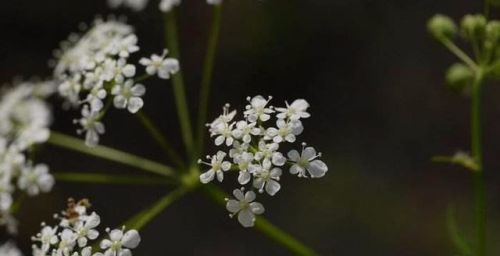 没被这6种粘人植物扎过，都不好意思说自己是干农活等农村人