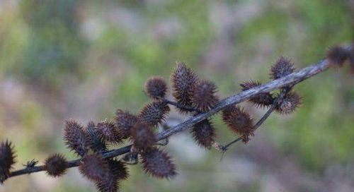 没被这6种粘人植物扎过，都不好意思说自己是干农活等农村人