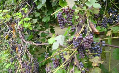 农村这种野果子，长得特别像葡萄，祛风湿利尿止血，样样在行