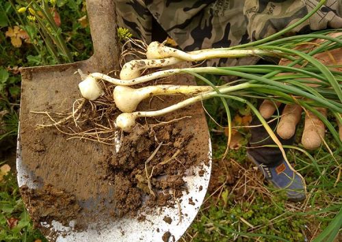 农村这种野菜，长得跟大蒜一样，叶子和根都能吃，90后秃顶有救了