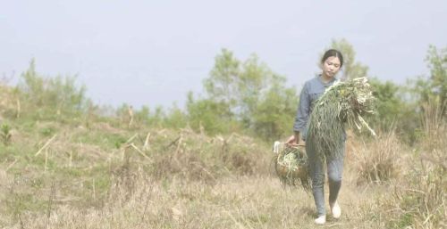 农村这种野菜，长得跟大蒜一样，叶子和根都能吃，90后秃顶有救了