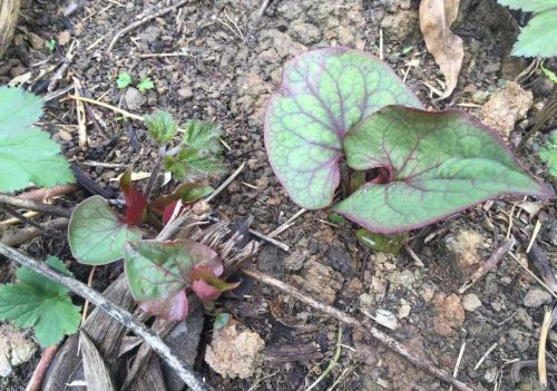 贵州农村人超喜欢的野菜，其他地方却嫌弃是味蕾极限，吃折耳根么