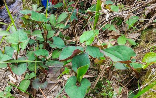 贵州农村人超喜欢的野菜，其他地方却嫌弃是味蕾极限，吃折耳根么