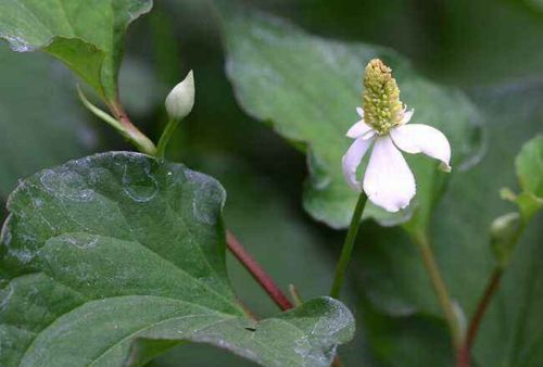 贵州农村人超喜欢的野菜，其他地方却嫌弃是味蕾极限，吃折耳根么