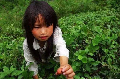 云贵川农村的野地瓜，不仅好吃，还是药用、绿化的多用途宝贝
