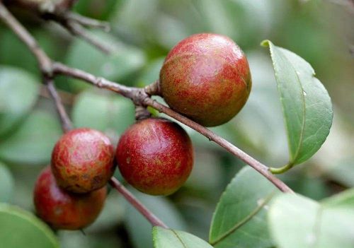 农村人超爱吃的茶泡，居然是油茶树果实的变异体，营养价值超高
