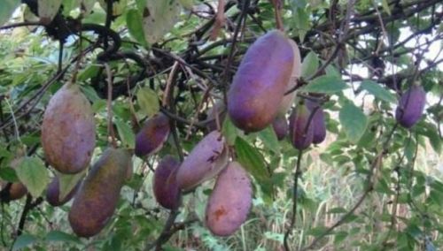 云贵川农民8月最爱的水果，野香蕉八月瓜，00后可能都没见过