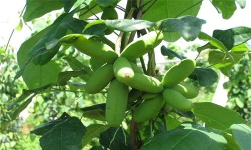 云贵川农民8月最爱的水果，野香蕉八月瓜，00后可能都没见过