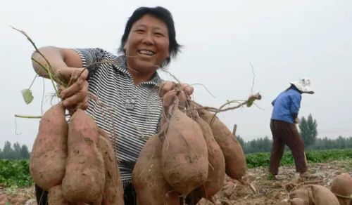 红薯收获在即，有哪些保鲜储存的管理技巧？注意4个细节