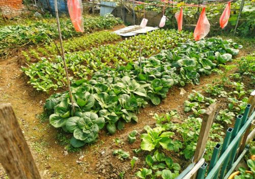 霜降节气后，四种耐寒蔬菜现在种，可以吃到春天