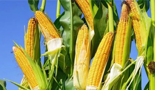 玉米成熟如何识别？晚收能增产吗？四句农谚可了解详情