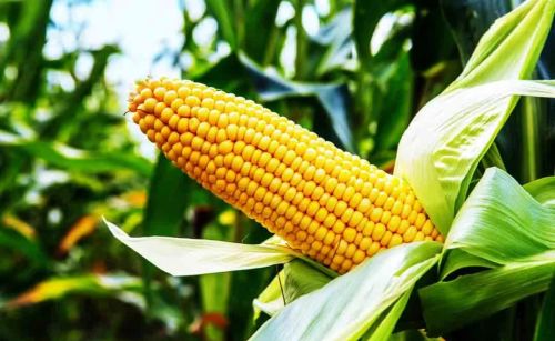 玉米成熟如何识别？晚收能增产吗？四句农谚可了解详情