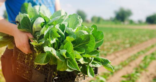 立秋白菜怎么种？菜农巧用2个土方法，防雨灭虫出壮苗