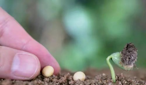 夏黄豆如何高产种植？四句俗语说得透