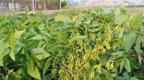夏黄豆如何高产种植？四句俗语说得透