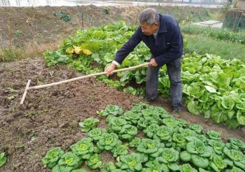 惊蛰过后，有三种蔬菜可以露地栽植了，现在种吃到夏