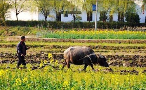 农村俗语“家中三不留，荣华永不休”，抓紧看看你家有没有？