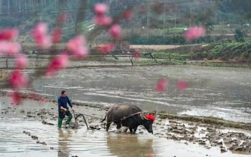 明日七九，雨雪再次来袭，“雪落七九头，九九耕牛歇”，啥预兆？