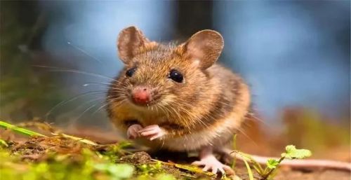 人类努力捕杀，天敌也很多，农村的老鼠为啥就是不能灭绝呢？