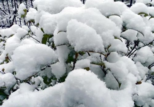 今日“大雪”天晴，俗语“大雪不下雪，粮食坚如铁”，啥意思？