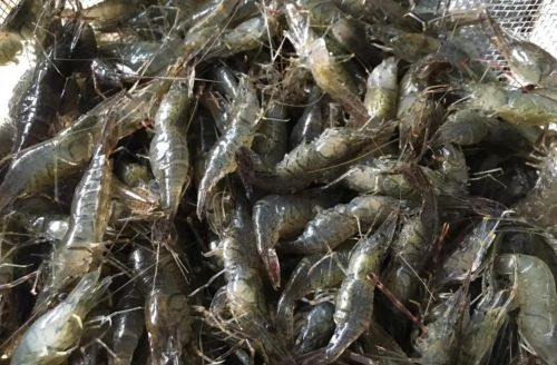 安徽一村民捕捞2两河虾，判坐牢一个月！网友：判的是不是重了？