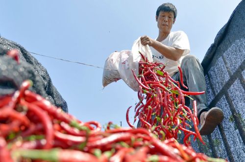 重阳节后菜价飞涨，“向前葱”、“辣你心”来袭，咋回事？