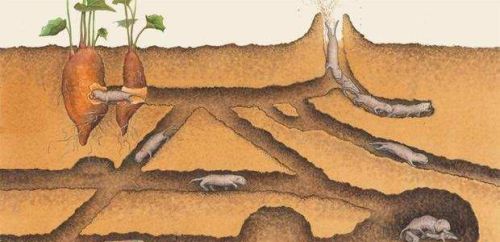 七八十年代农村田地挖老鼠洞找粮食的活动，你还记得吗？