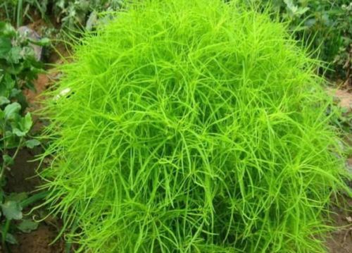 农村庭院外的“绿草球”，名唤“扫帚苗”，为何被称“野菜之王”