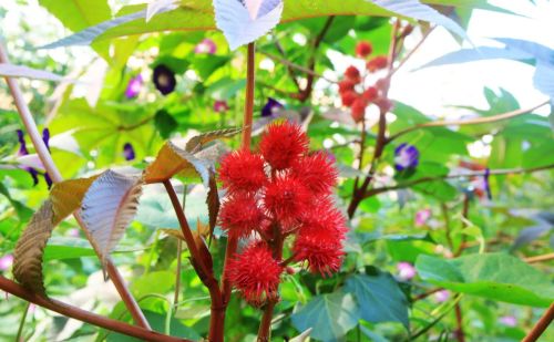 农村常见的五种植物，却都含有“剧毒”，有人还当宝，小心