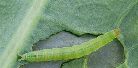 白菜叶片虫子猖獗，别动不动喷农药，三个土方法也能灭害虫