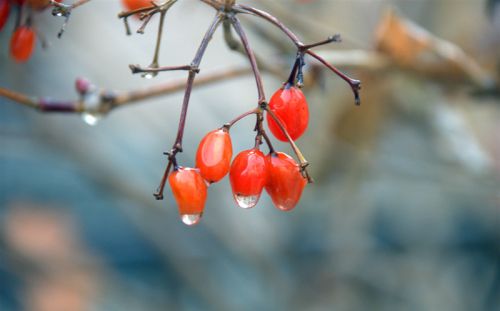 今年雨雪多不多？冬天冷不冷就看八月初八，昨日天晴有何征兆？