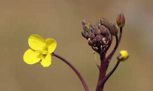 白露来临，种什么菜？五种耐寒蔬菜现在种，秋冬天吃