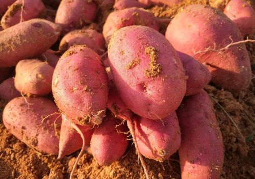 八月份是红薯生长旺季，为何农民掐叶子卖钱，难道不要红薯了？