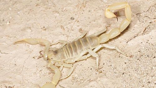 小蝎子爬不到母蝎子背上，就会被母亲吃掉，这是真的吗？为什么？