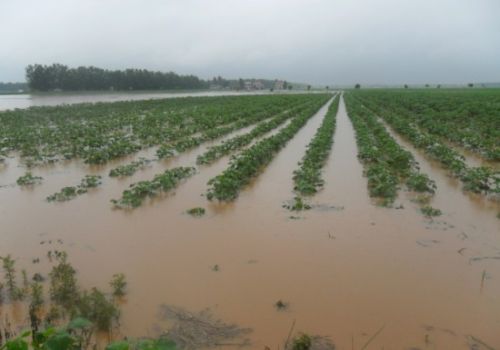 今天七月初二，民俗“不怕七月初一雨，就怕七月初二淋”？为啥怕