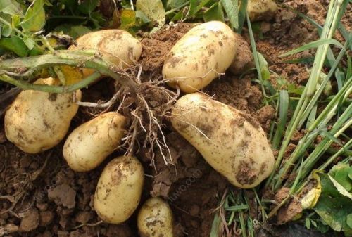 立秋将至，秋土豆如何种植？老农四句俗语说的明白