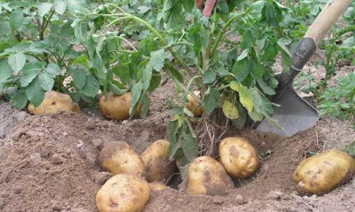 立秋将至，秋土豆如何种植？老农四句俗语说的明白