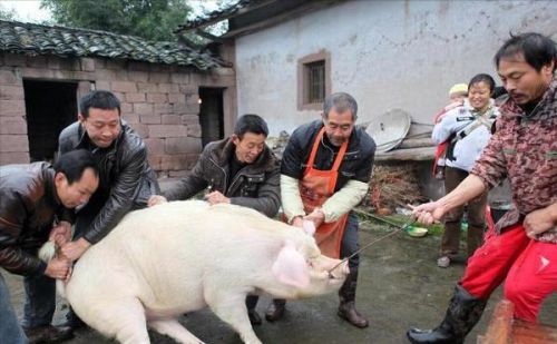 在农村杀猪的人，看上去膀大腰圆，为何他们的寿命却很短？