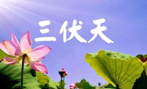 今年公伏还是母伏？俗语“下破母伏头，炕头起蘑菇”，啥意思？