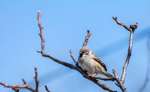 清明过后入辰月，辰土湿重、火初起，莫忘用1宝：曾是皇宫贵物